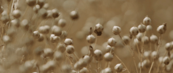 1687323500457267.gif c4d53284eac435043b000270ba10ba55.gif